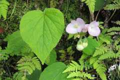 Begonia picta